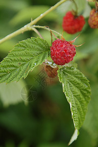 花园里的草莓收成植物群植物维生素覆盆子环境树叶团体叶子衬套图片