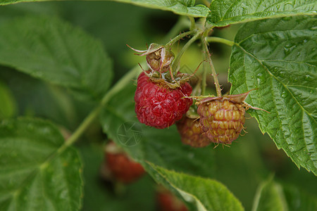 花园里的草莓叶子园艺树叶团体收成衬套植物群甜点植物营养图片