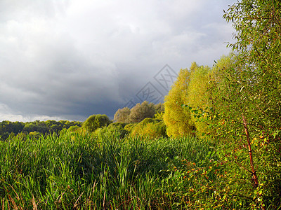 莫斯科公园土地公园枝条环境风景季节森林场景生活植物图片