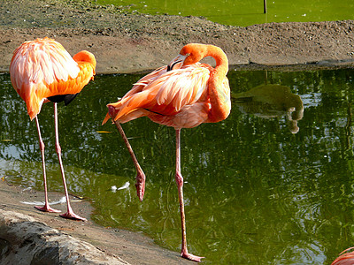 粉红烈火红色野生动物动物群动物脖子亚热带活力异国羽毛情调图片