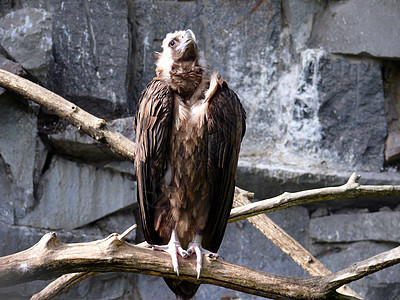 饼干硫化物独角兽棕色照片黑色绿色动物群羽毛动物园秃鹰账单图片
