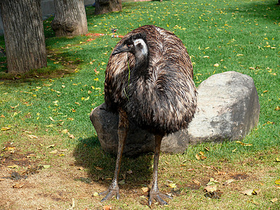 Emu - 德鲁马乌斯诺瓦赫奥尔兰地图片