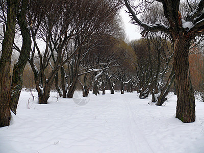 下雪的柳巷 莫斯科公园土地公园树木白色场景植物国家季节环境植物学图片