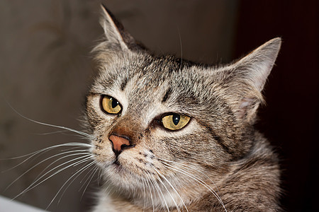 猫咪肖像眼睛白色小猫头发胡子耳朵猫科宠物动物鼻子图片