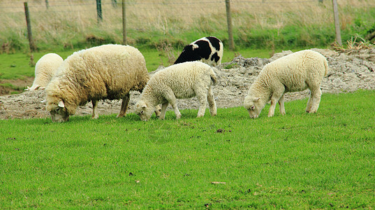 母亲和婴儿羔羊草地黑色羊毛动物农场家庭白色图片