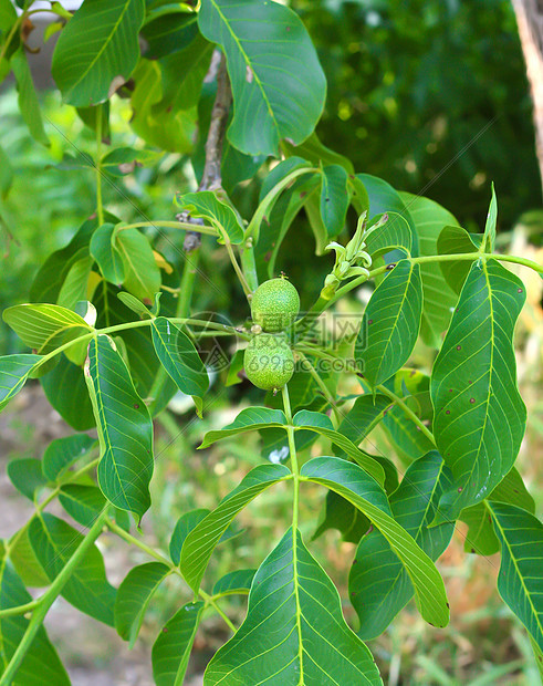 在树上生长的绿色胡桃 特写坚果花园农场核桃水果收成果园植物叶子图片