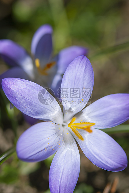 鳄锥体植物群藏红花草地紫色花瓣树叶植物花朵季节花园图片