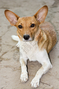 狗棕色伴侣注意力白色动物男性猎犬国家犬类红色图片