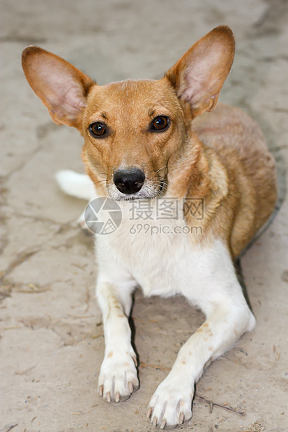 狗棕色伴侣注意力白色动物男性猎犬国家犬类红色图片