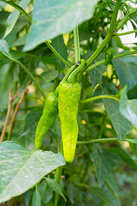 绿色热辣辣椒 生长在背景模糊的灌木丛中土地美食土壤花园叶子胡椒食物蔬菜黄色植物图片