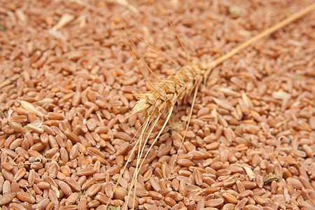 以小麦耳为背景粮食核心食物生长耳朵营养农场玉米碎粒烘烤图片