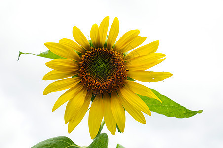 日光花花瓣花园宏观植物学向日葵生活阳光场地太阳园艺图片