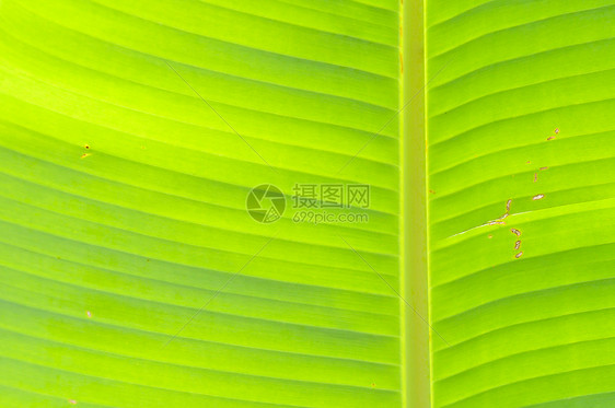 香蕉叶向日葵宏观太阳天空生长花园水果热带香蕉食物图片