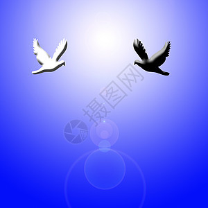 白鸽和白鸽飞向光明背景图片