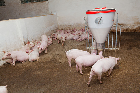 养猪场哺乳动物乡村猪圈猪肉工业小猪母猪谷仓家畜团体图片