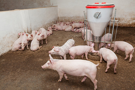 养猪场家畜农场动物乡村团体母猪谷仓农庄小猪猪圈背景图片