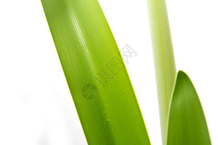 白背景上的植物花粉床单气味植物群香气绝缘白色绿色图片
