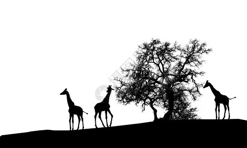 长颈围巾沙漠旅行荒野旅游食草生态衬套国家环境哺乳动物图片