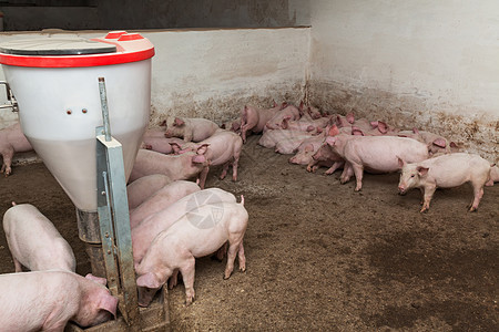 养猪场乡村公猪团体配种鼻子农庄饲养动物谷仓产业图片