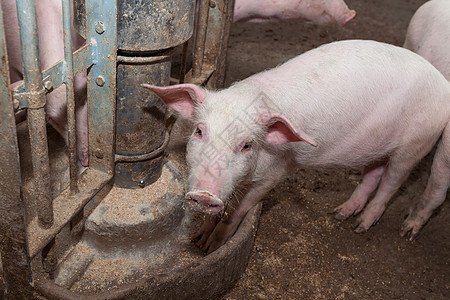 养猪场公猪产业谷仓猪圈配种鼻子哺乳动物乡村猪肉动物图片