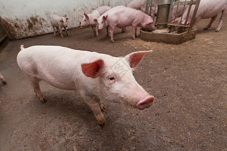 养猪场团体农场家畜公猪哺乳动物产业小猪猪圈谷仓动物图片