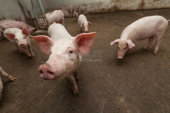 养猪场猪肉团体饲养哺乳动物农庄动物小猪鼻子猪圈家畜图片