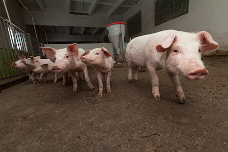 养猪场农庄饲养哺乳动物产业农场家畜配种谷仓母猪工业图片