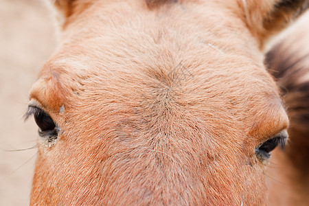 闭上马眼马术良种宠物阉马眼睛展示热血图片