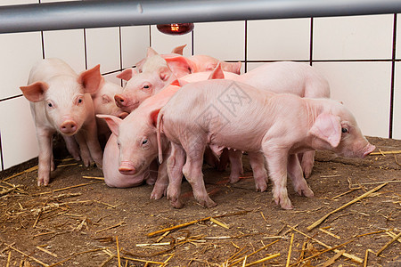 年轻的小猪头稻草公猪养猪场猪肉配种红外线家畜哺乳动物工业农场图片