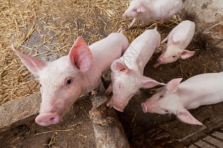 养猪场动物饲养猪圈公猪产业乡村家畜猪肉团体母猪图片