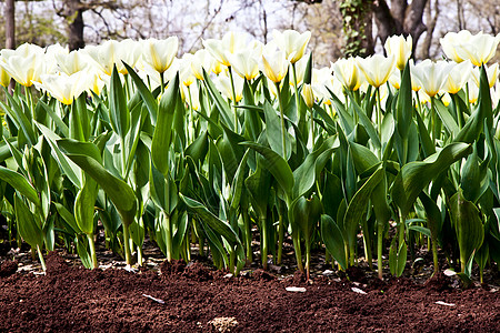 Tulips  雅普根品种场地栽培花瓣植物叶子植物群花园花店边界阳光图片