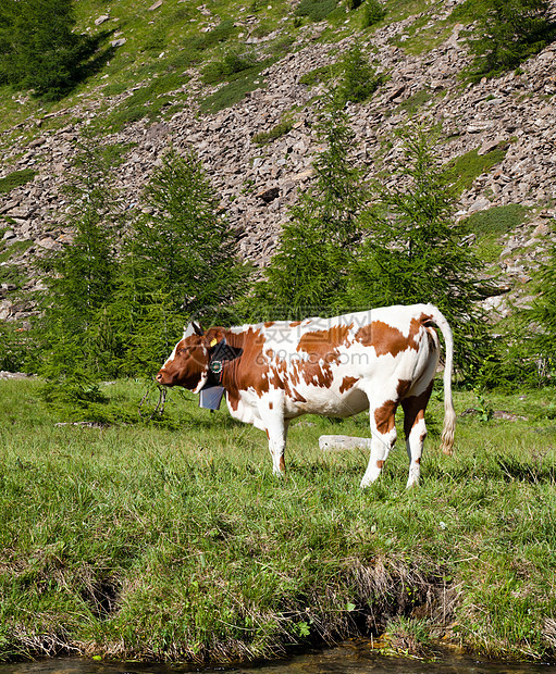 奶牛和意大利阿尔卑斯山旅游农业高山石头晴天场景爬坡农场国家牧场图片