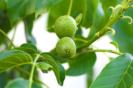 在树上生长的绿色胡桃 特写植物坚果农场收成水果核桃叶子花园果园图片