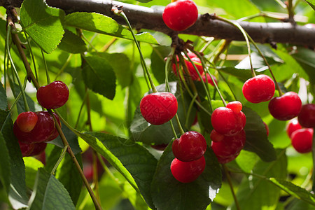 树上的红樱桃食物农场团体植被草地衬套花园果园浆果水果图片