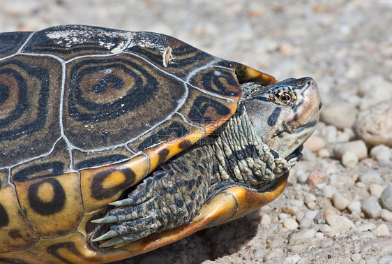 钻石后回  Terrapin  公司乌龟爬虫水龟野生动物爬行动物贝壳荒野图片