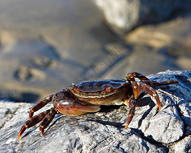 软壳螃蟹动物石头甲壳海岸海滩海滨甲壳类支撑海洋岩石图片