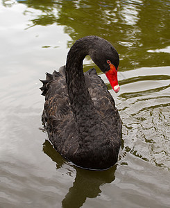 黑天鹅羽毛红色天鹅池塘游泳动物水禽脖子图片