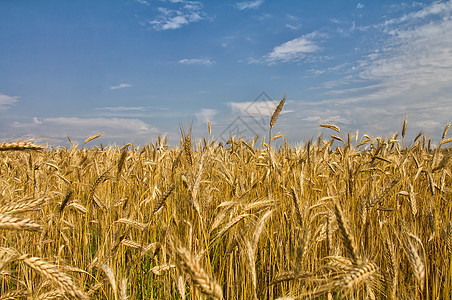 有成熟小麦的字段图片
