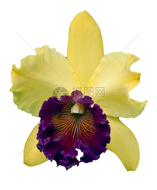 白色背景的黄色和紫色兰花图片