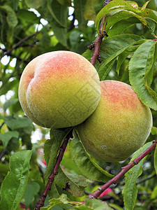 树上的桃子食物收成水果园艺植物花园营养果园树叶生长图片