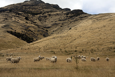 新西兰 南岛 牧羊牧场图片
