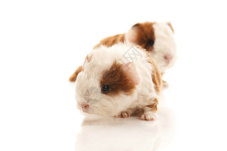 婴儿实验性小猪毛皮食物哺乳动物红色新生反射胡须白色耳朵工作室图片