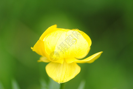 黄花阳光植物海岸花园花瓣城市雕塑地标蓝色月亮图片