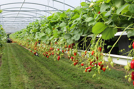 在温室草莓和草莓中培养水果糖浆甜点农业太阳生产果汁文化图片