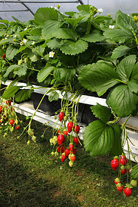 在温室草莓和草莓中培养糖浆文化农业生产水果果汁太阳甜点图片