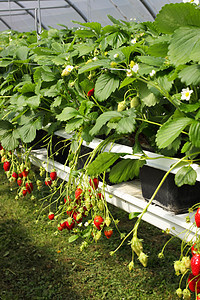 在温室草莓和草莓中培养水果农业甜点果汁糖浆生产文化太阳图片