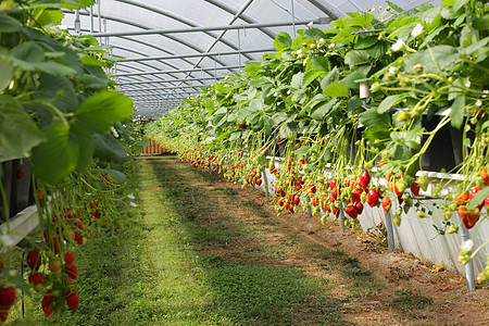 在温室草莓和草莓中培养果汁太阳水果糖浆甜点生产文化农业图片