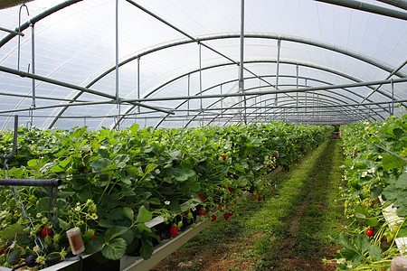 在温室草莓和草莓中培养文化水果糖浆果汁太阳甜点生产农业图片