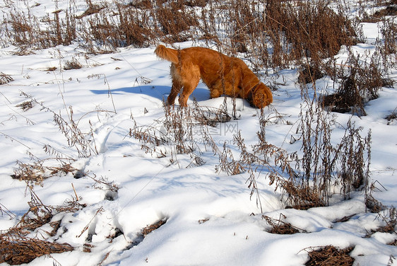 雪中的狗晴天公园动物犬类阳光金子猎人猎犬朋友隐藏图片