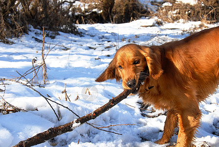 雪中的狗猎犬乐趣朋友动物犬类宠物公园阳光金子木头图片